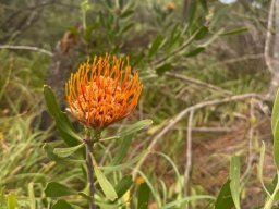 Leucospermum cuneiforme old flowerhead